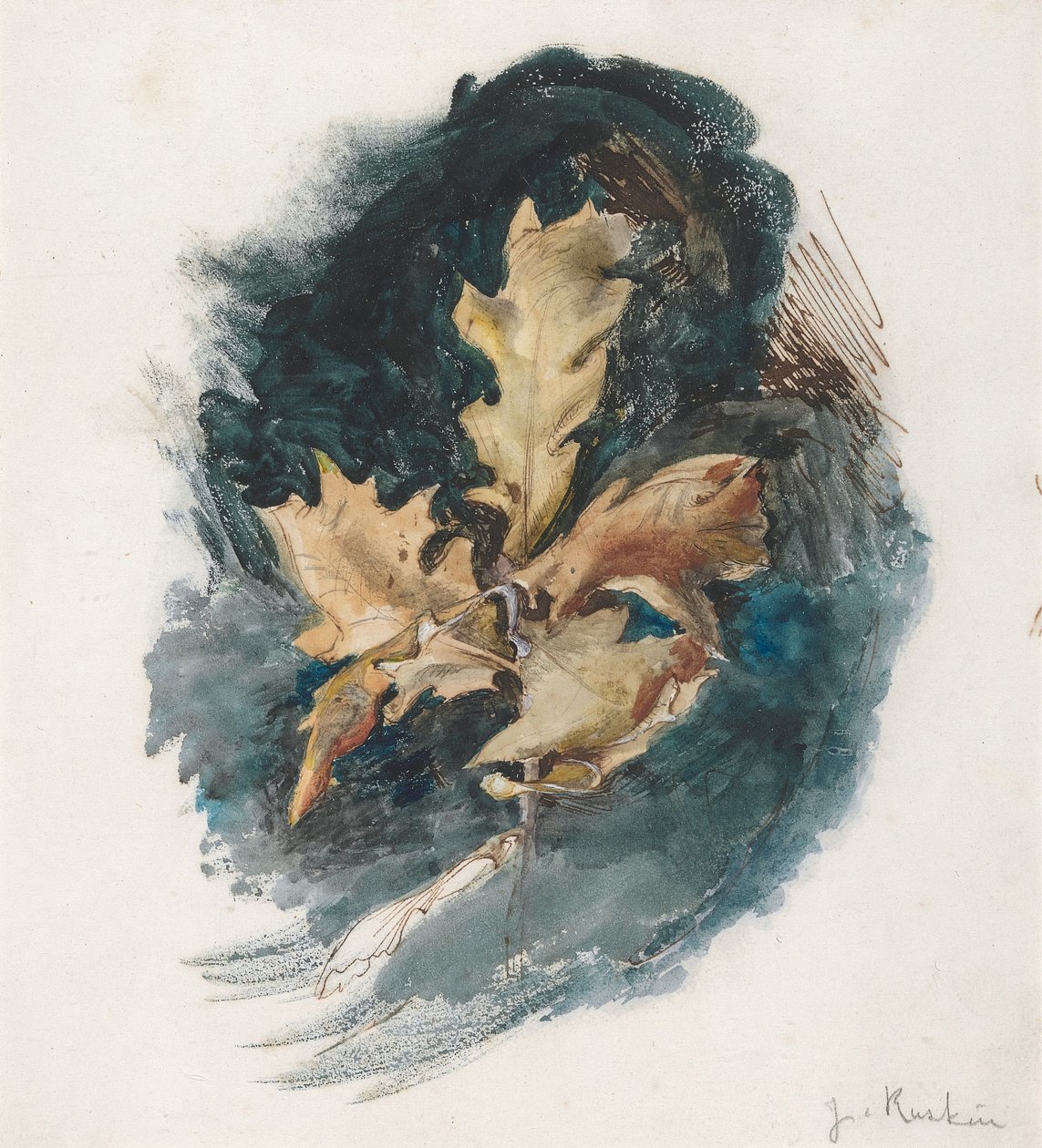 Studie dubového listu od John Ruskin
