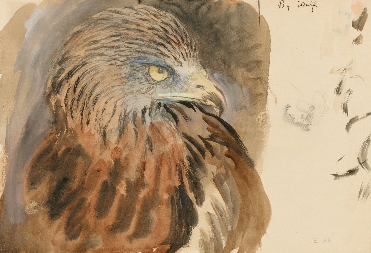 Hlava draka, ze života, 30. srpna – 1. září 1870 (akvarel a tělová barva přes grafit na světle hnědém tkaném papíře) od John Ruskin