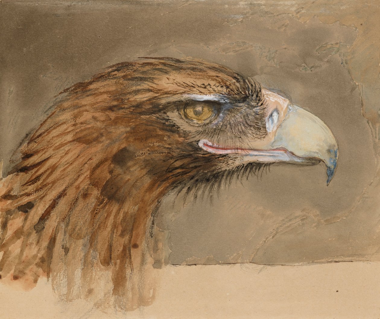 Hlava obyčejného orla skalního, ze života, 8.–11. září 1870 od John Ruskin