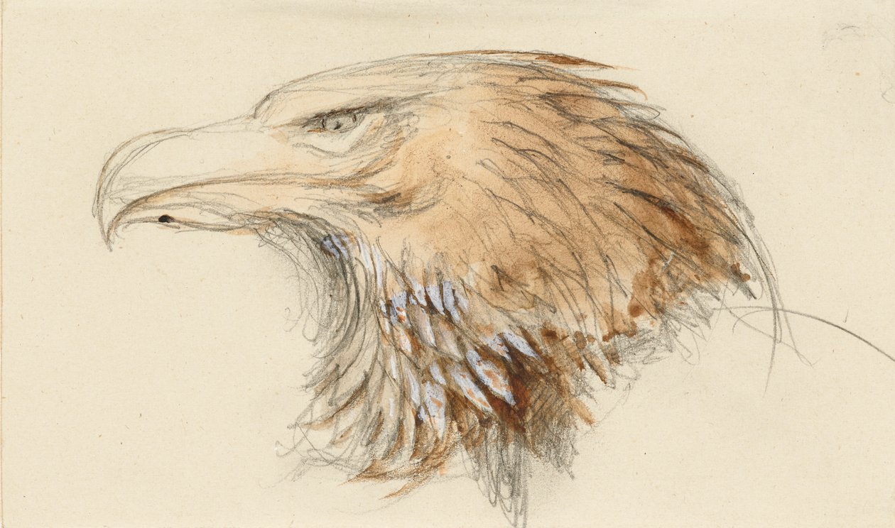 Hlava obyčejného orla skalního, ze života, 8. - 11. září 1870. od John Ruskin