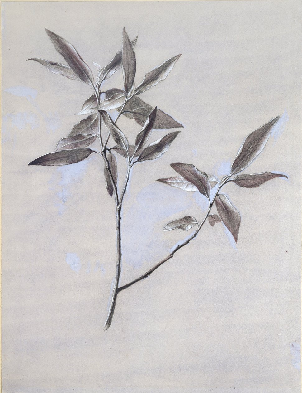 Pod povrchem sušeného olivového spreje, shromážděného ve Veroně po roce 1878 od John Ruskin