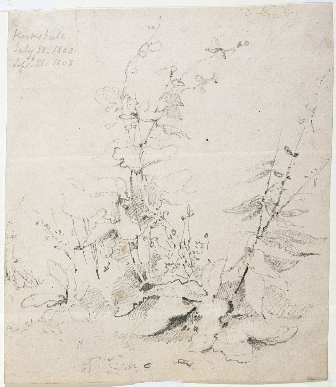 Studie plevelů, Kirkstall od John Sell Cotman