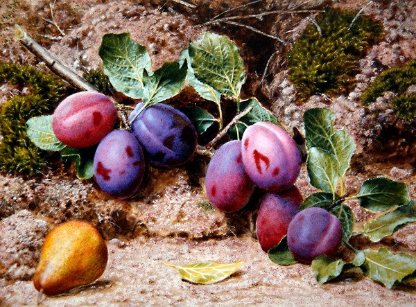 Zátiší se švestkami a hruškou na mechovém břehu, cca 1855 (akvarel a tělová barva na papíře) od John Sherrin