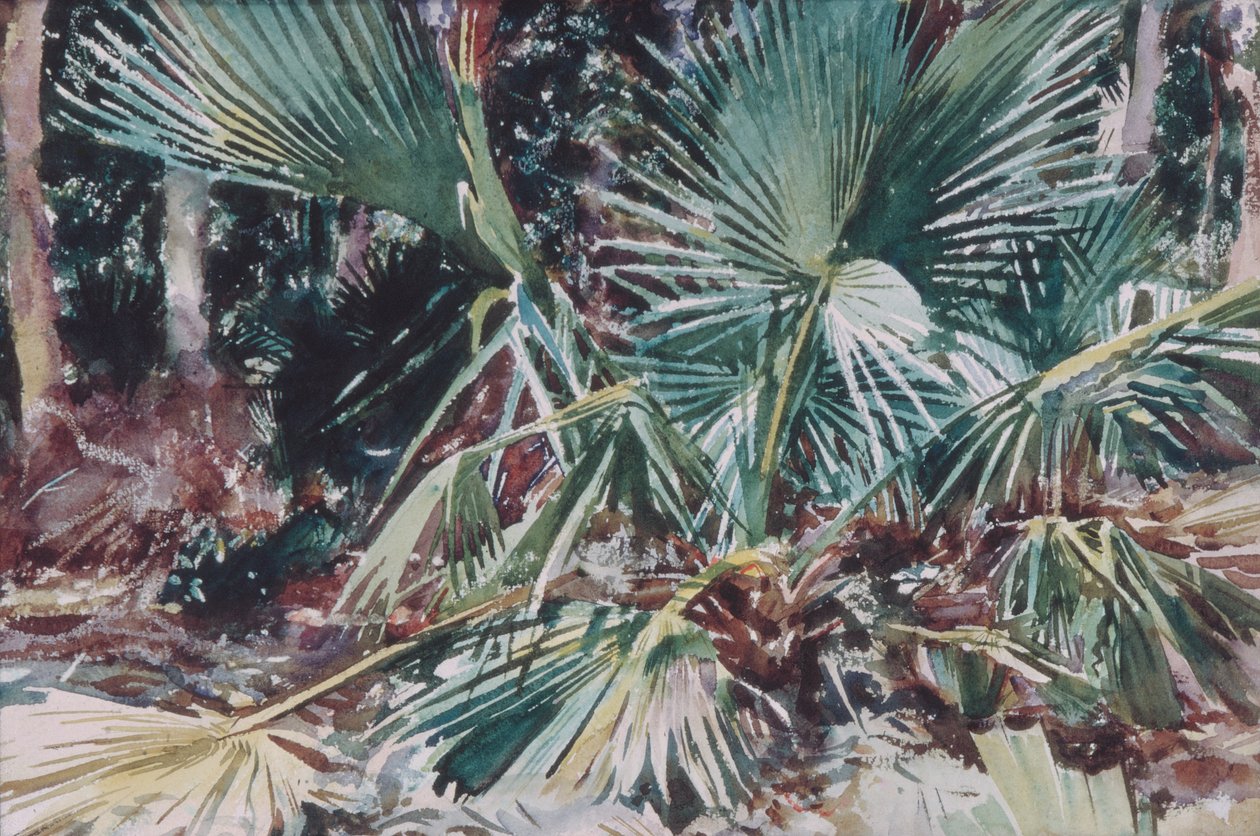 Palmettos, 1917 (wc, grafit a vosková pastelka na bílém tkaném papíře) od John Singer Sargent