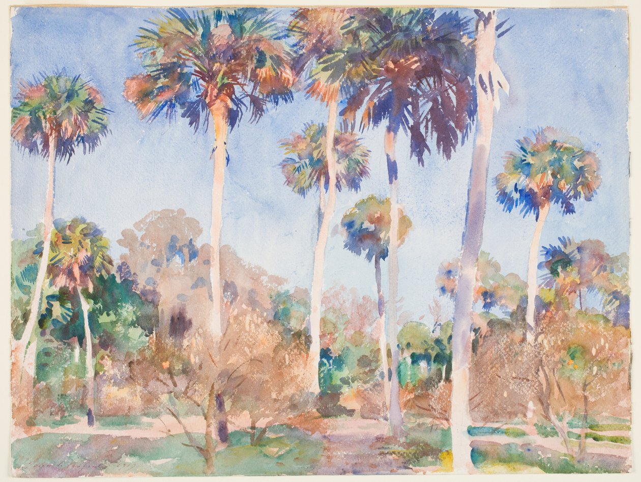 Palms, 1917 (wc přes grafit na papíře) od John Singer Sargent
