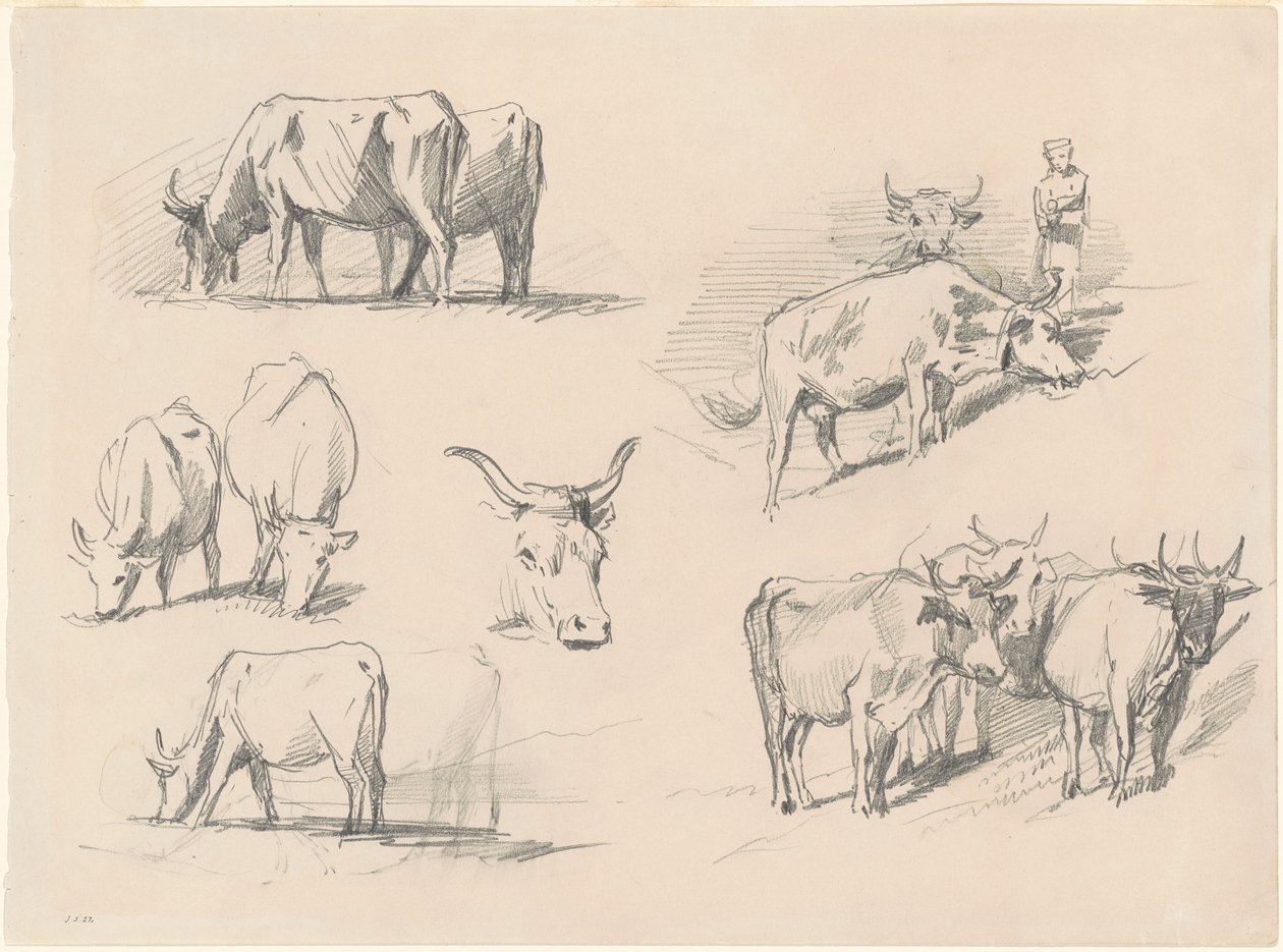 Studie skotu, c. 1872. od John Singer Sargent
