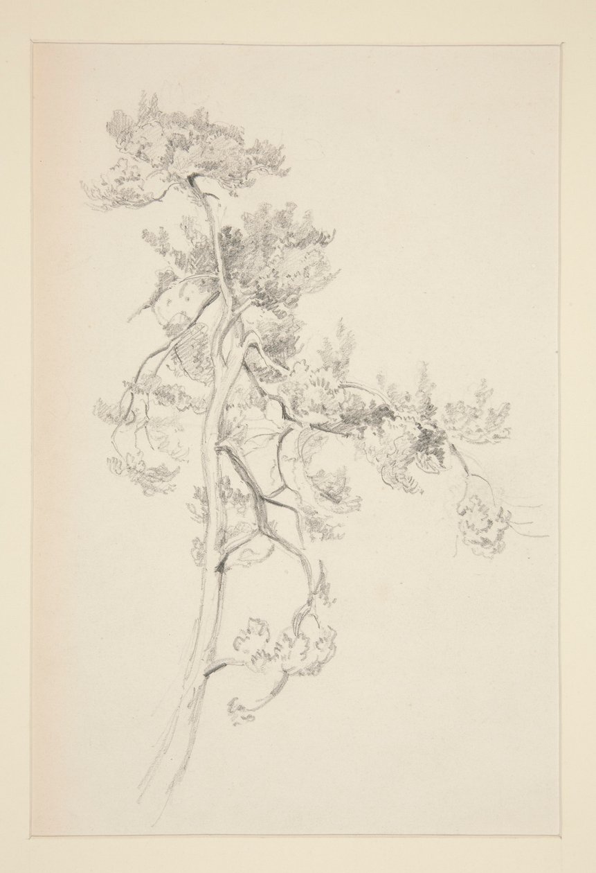 Strom a listí od John Singer Sargent