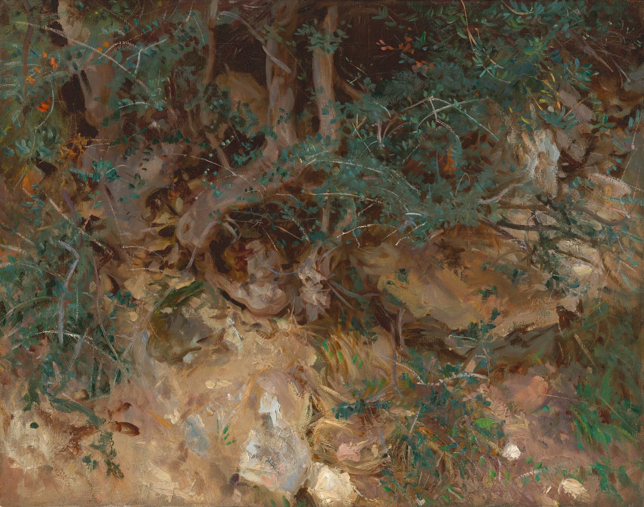 Divoké olivovníky, Valldemosa, Mallorca od John Singer Sargent