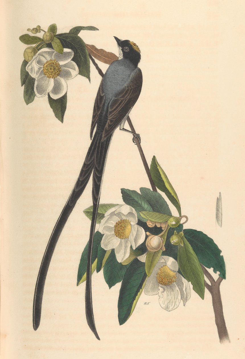 Muškař vidloocasý, Gordonia lasianthus, 1840-44. od John T. Bowen