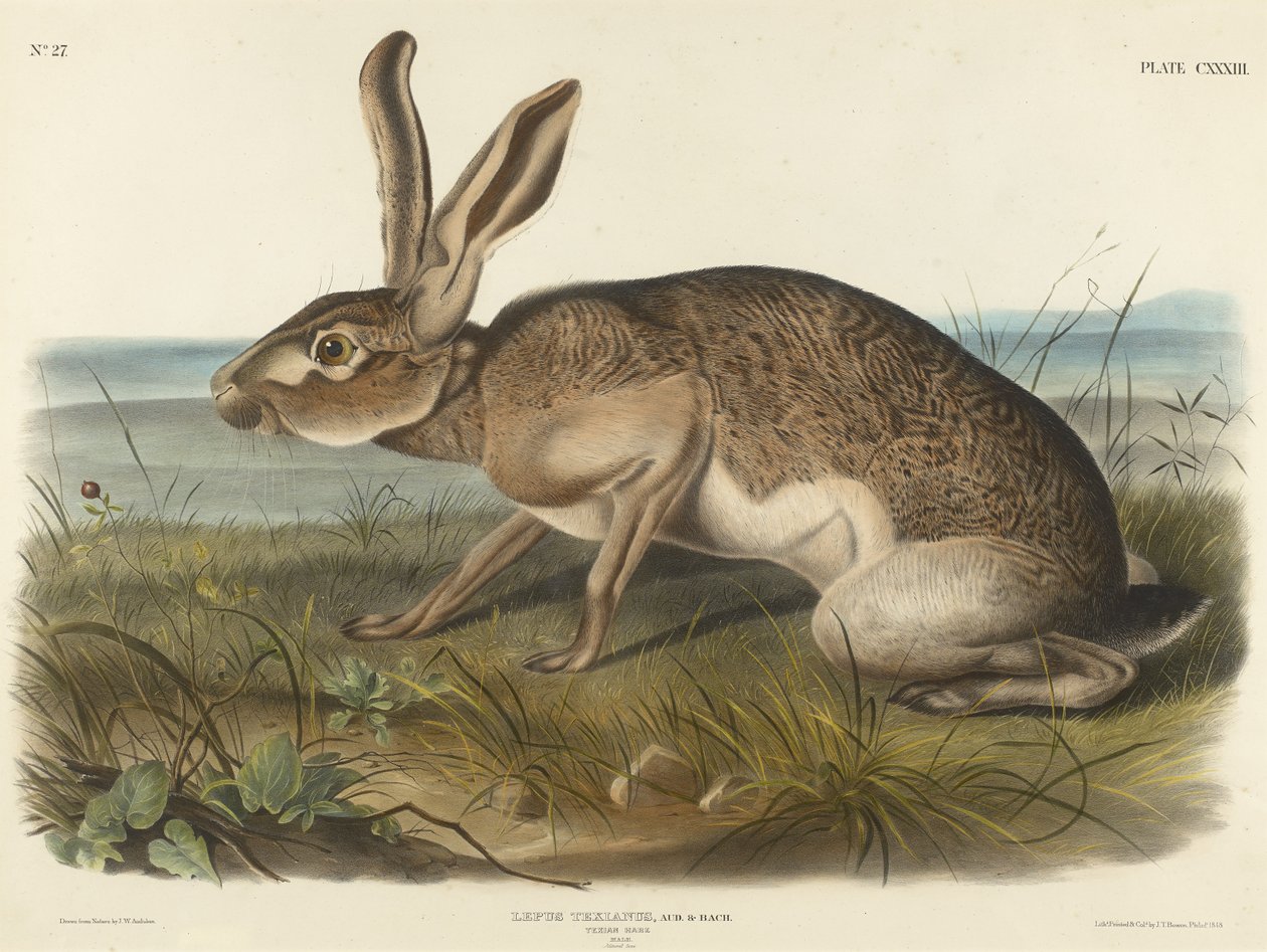 Zajíc texaský, 1848 (ručně kolorovaná litografie na vliesovém papíře) od John T. Bowen