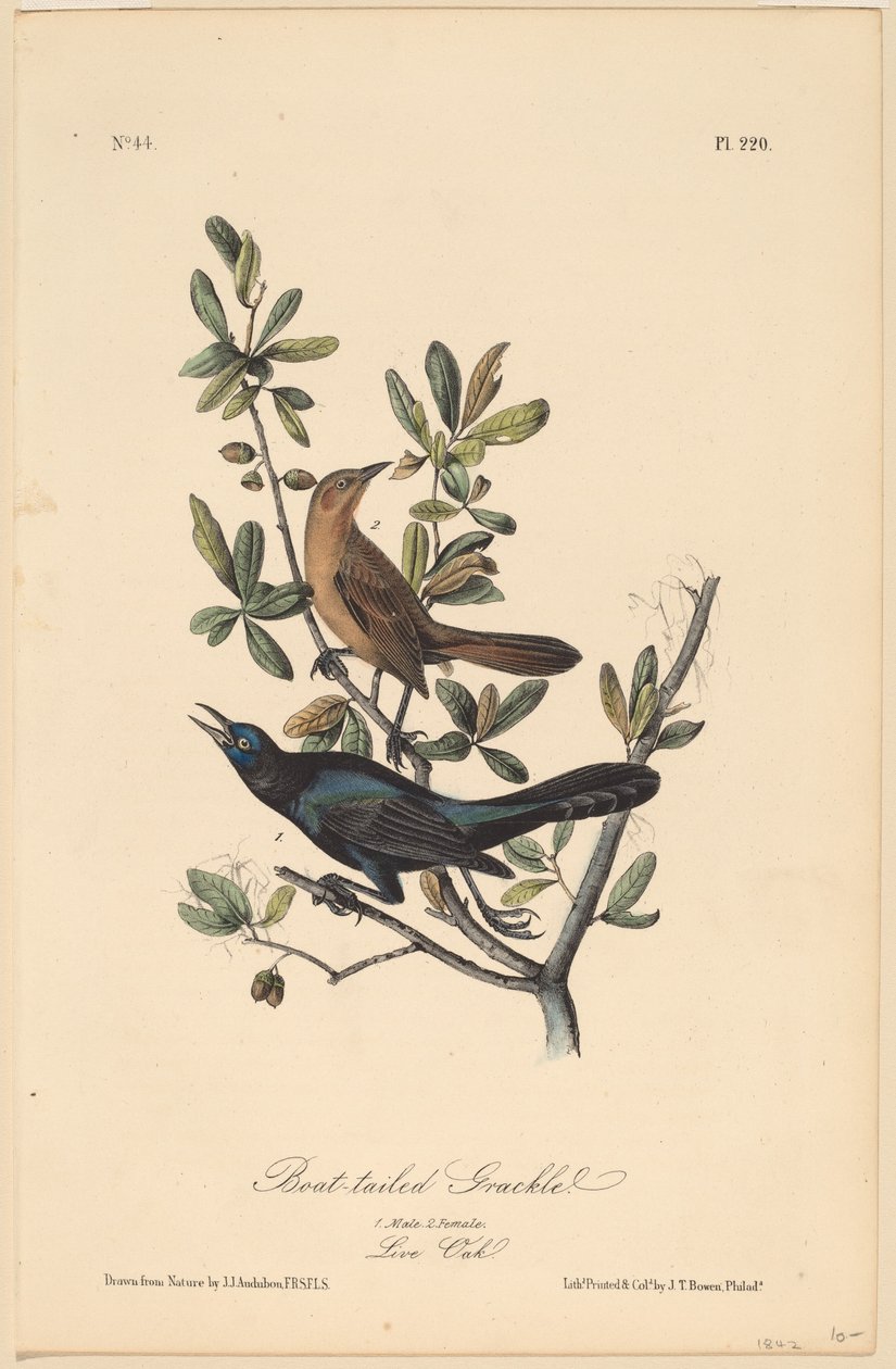 Loď-sledoval Grackle od John T. Bowen, after John James Audubon
