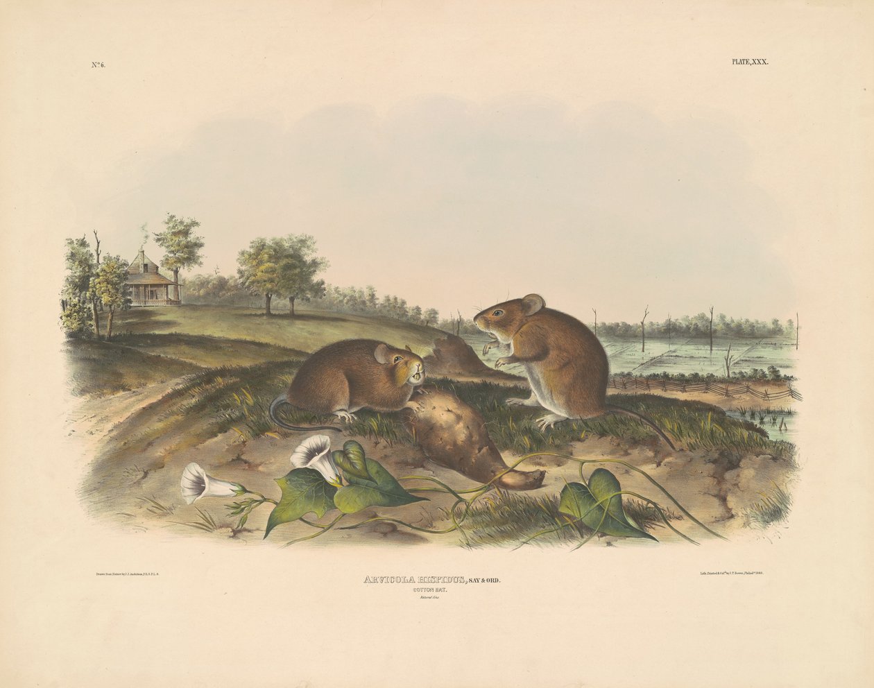 Bavlněná krysa od John T. Bowen, after John James Audubon