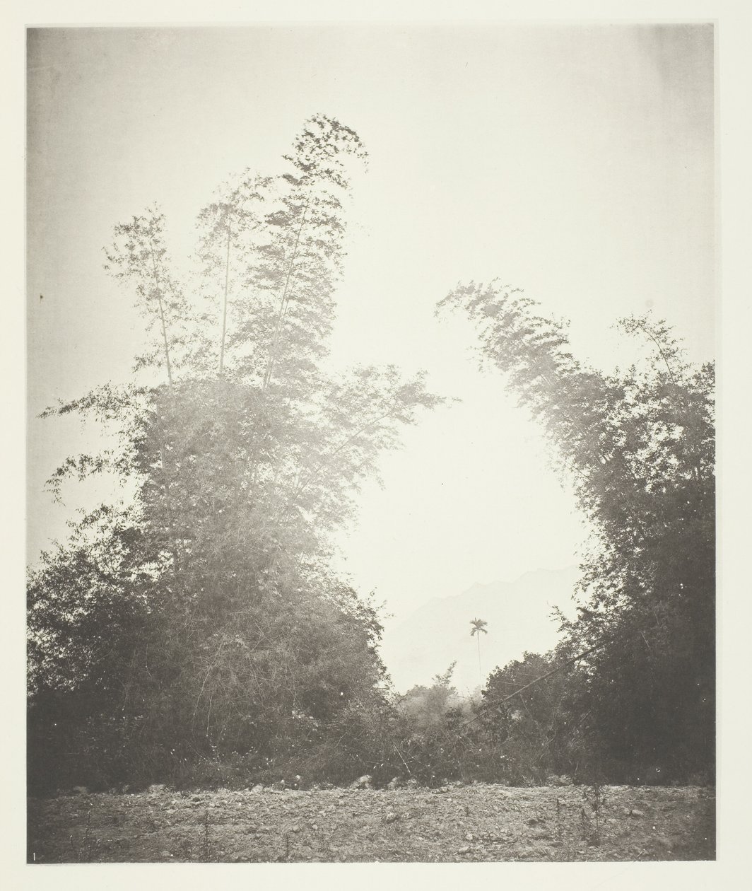 Bambusy tolik krabic, farmy od John Thomson