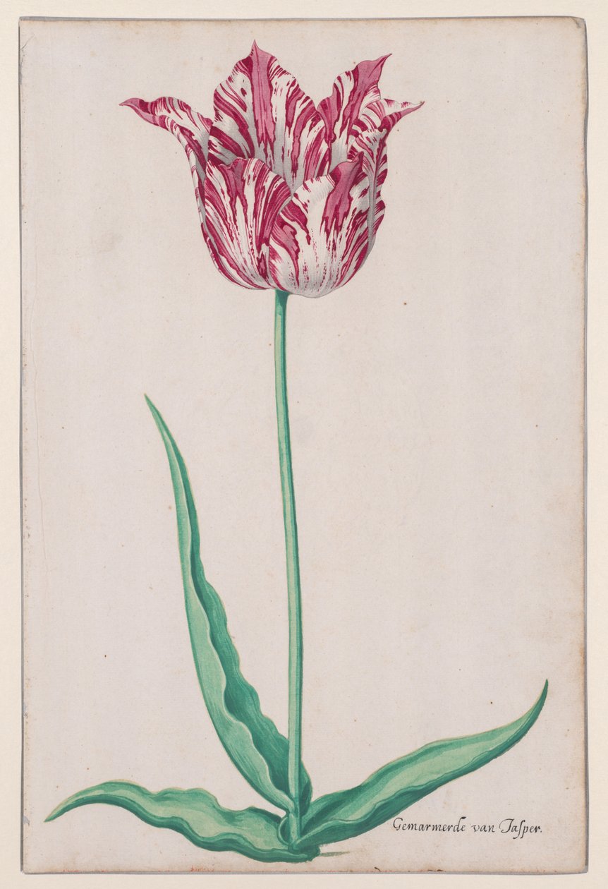 Studie tulipánu (Jasper Marbled) od John Thomson