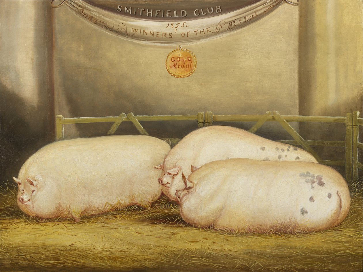Tři vylepšené Leicestery v peru na 1858 Smithfield Club Christmas Show, 1858 od John Vine