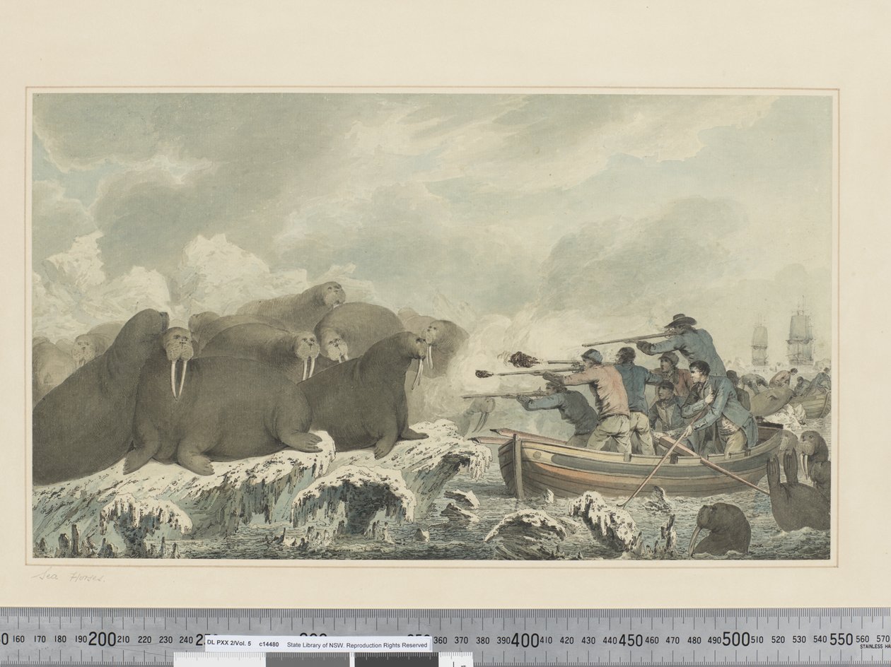 F.32 Sea Horses, cca 1773-1784 (akvarel) od John Webber