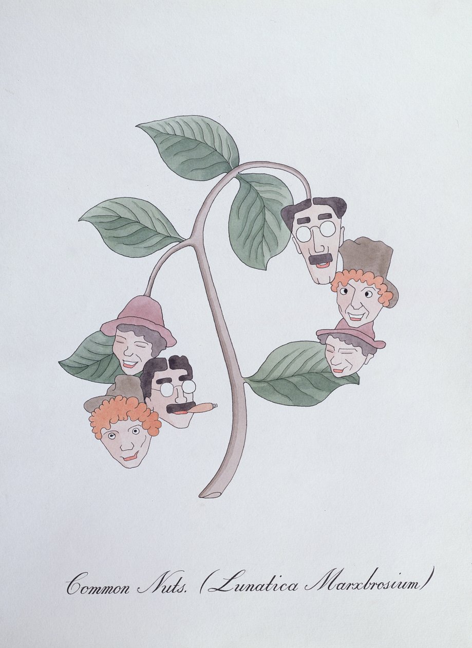 Běžné ořechy. (Lunatica Marxbrosium), ilustrace z 