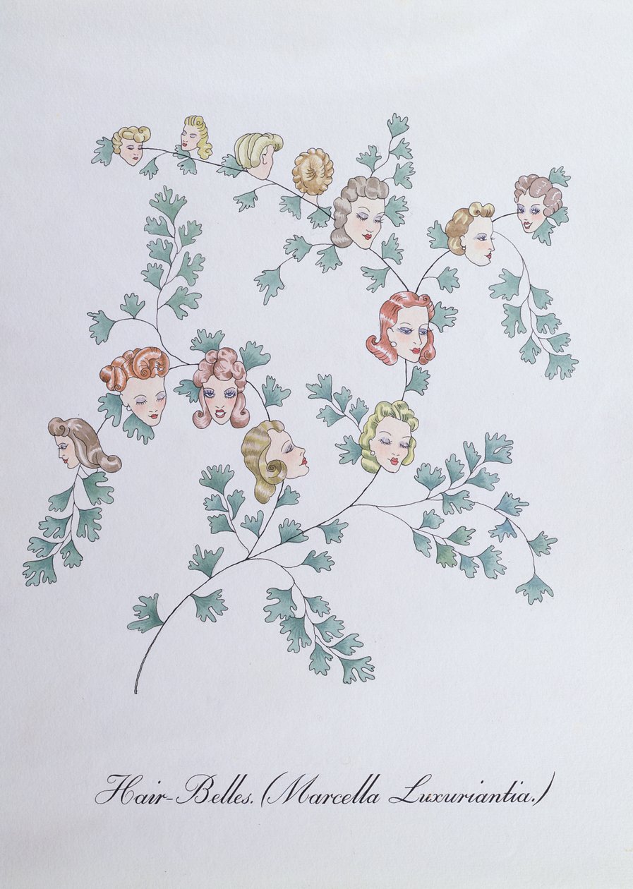 Hair-Belles (Marcella Luxuriantia), ilustrace z 