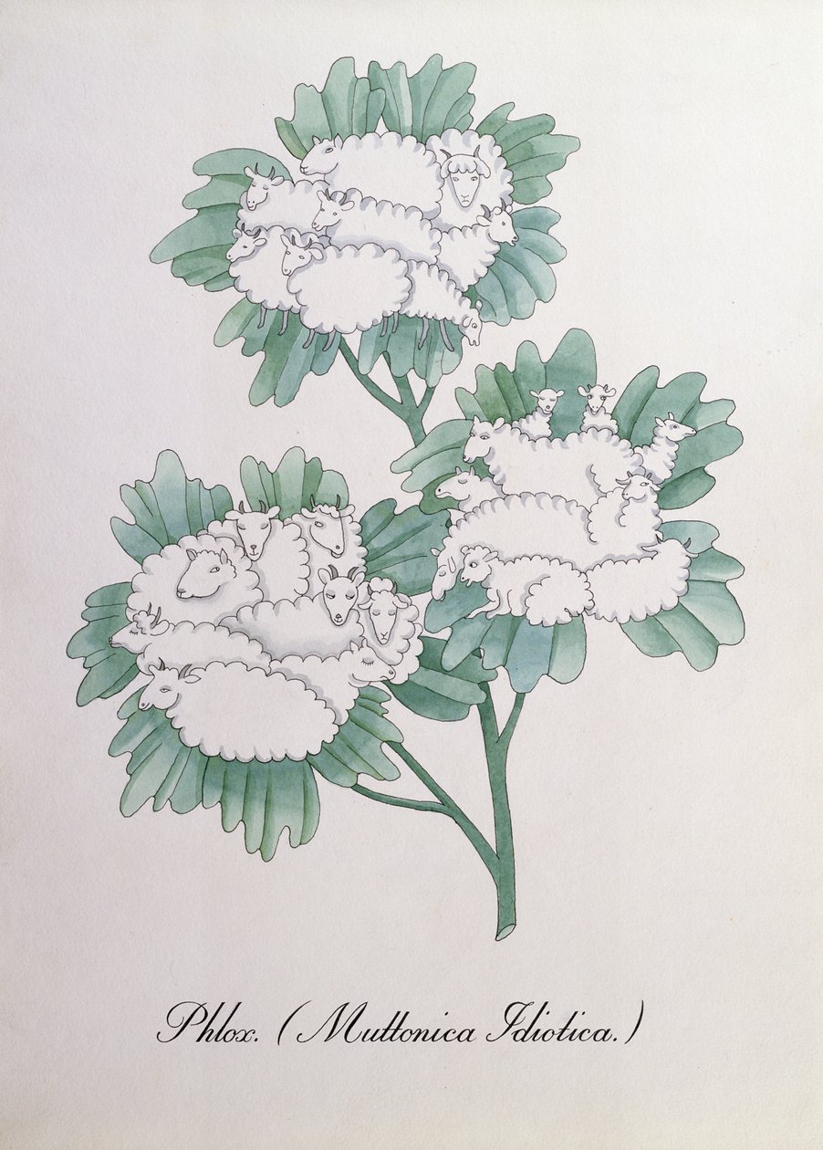 Flox. (Muttonica Idiotica), ilustrace z 