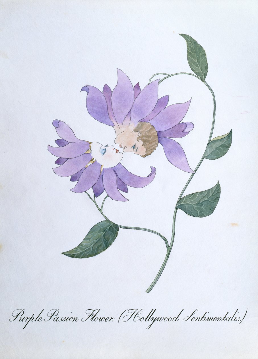 Purpurová mučenka (Hollywood Sentimentalis), ilustrace z 
