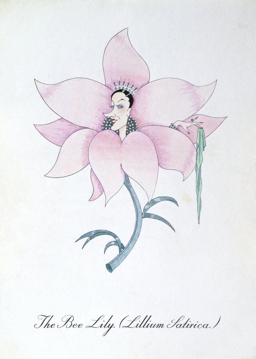 Včelí lilie (Lilium Satirical.), ilustrace z 