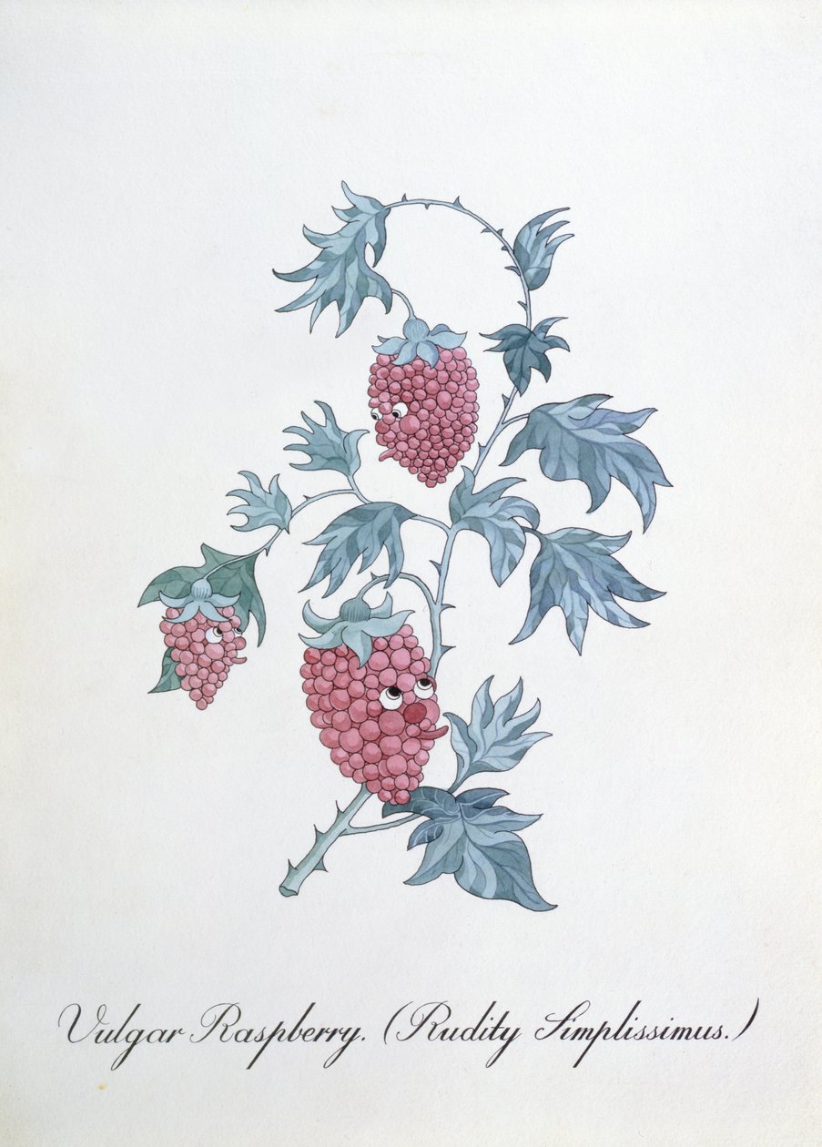 Vulgar Raspberry (Rudity Simplissimus), ilustrace z 
