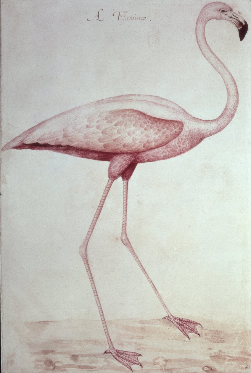 Flamingo (kresba) od John White
