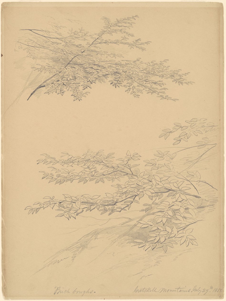 Březové větve, Catskill Mountains od John William Casilear