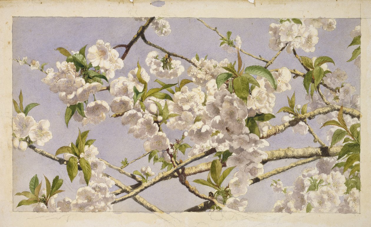 Apple Blossoms, c.1874 (wc na papíře) od John William Hill