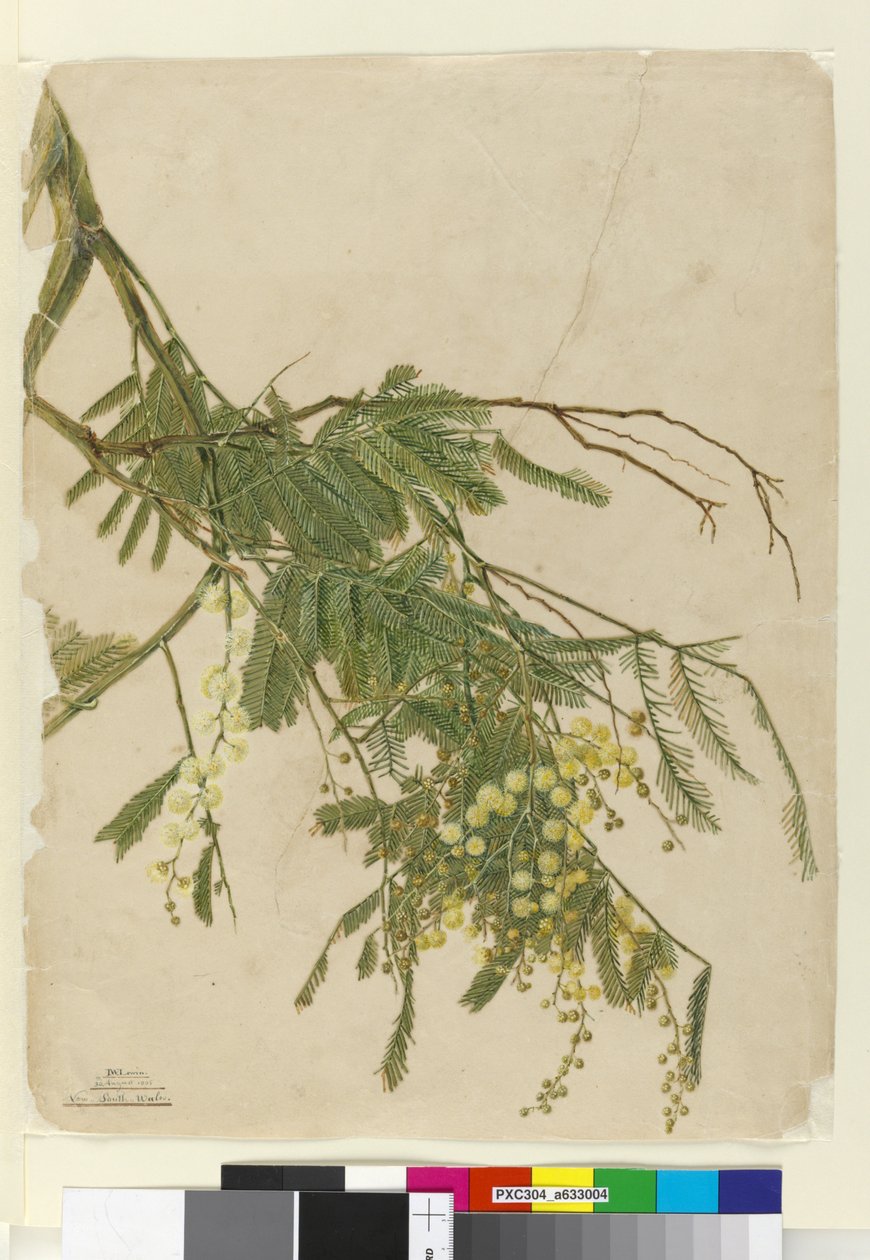 Acacia, 1805 (wc, pero, inkoust a tužka) od John William Lewin