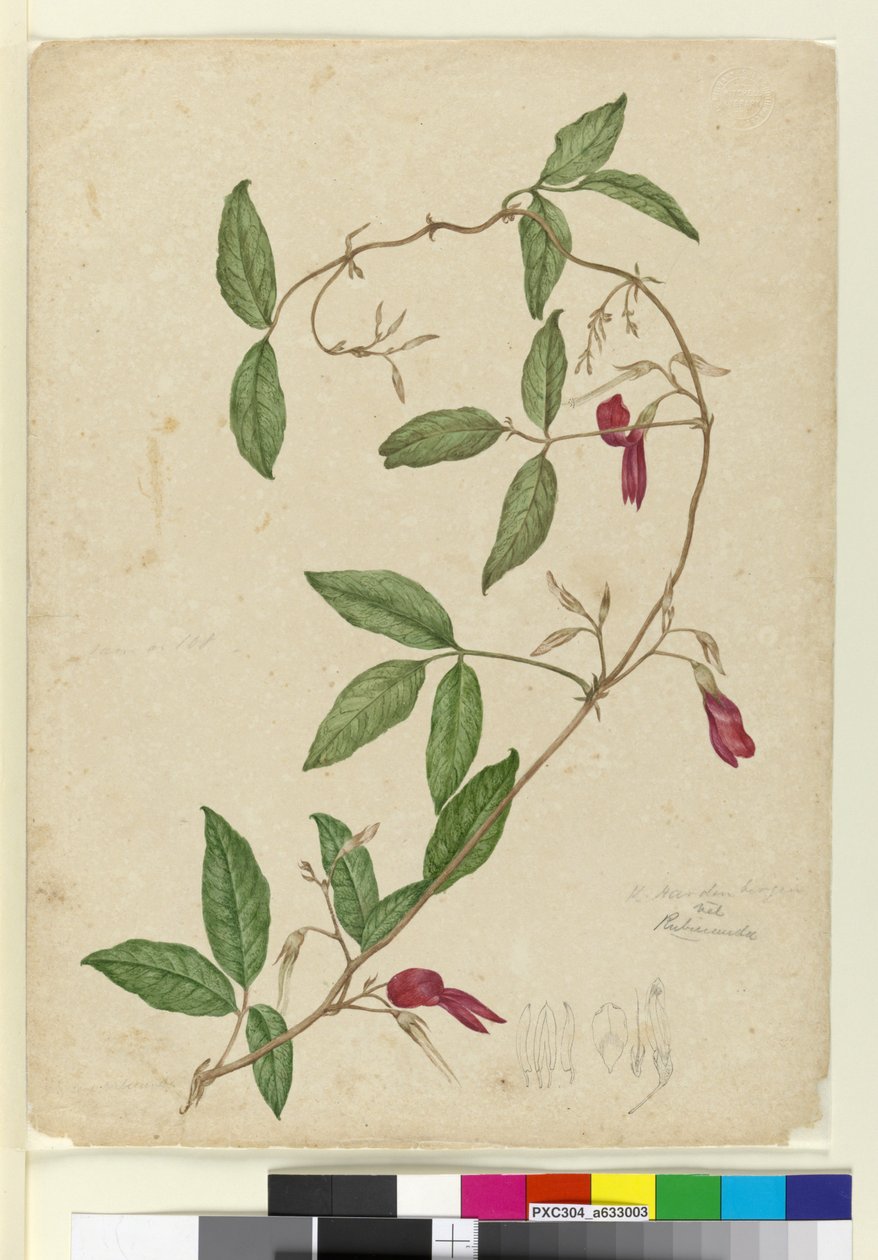 Kennedia rubicunda, c.1803-06 (wc, pero, inkoust a tužka) od John William Lewin