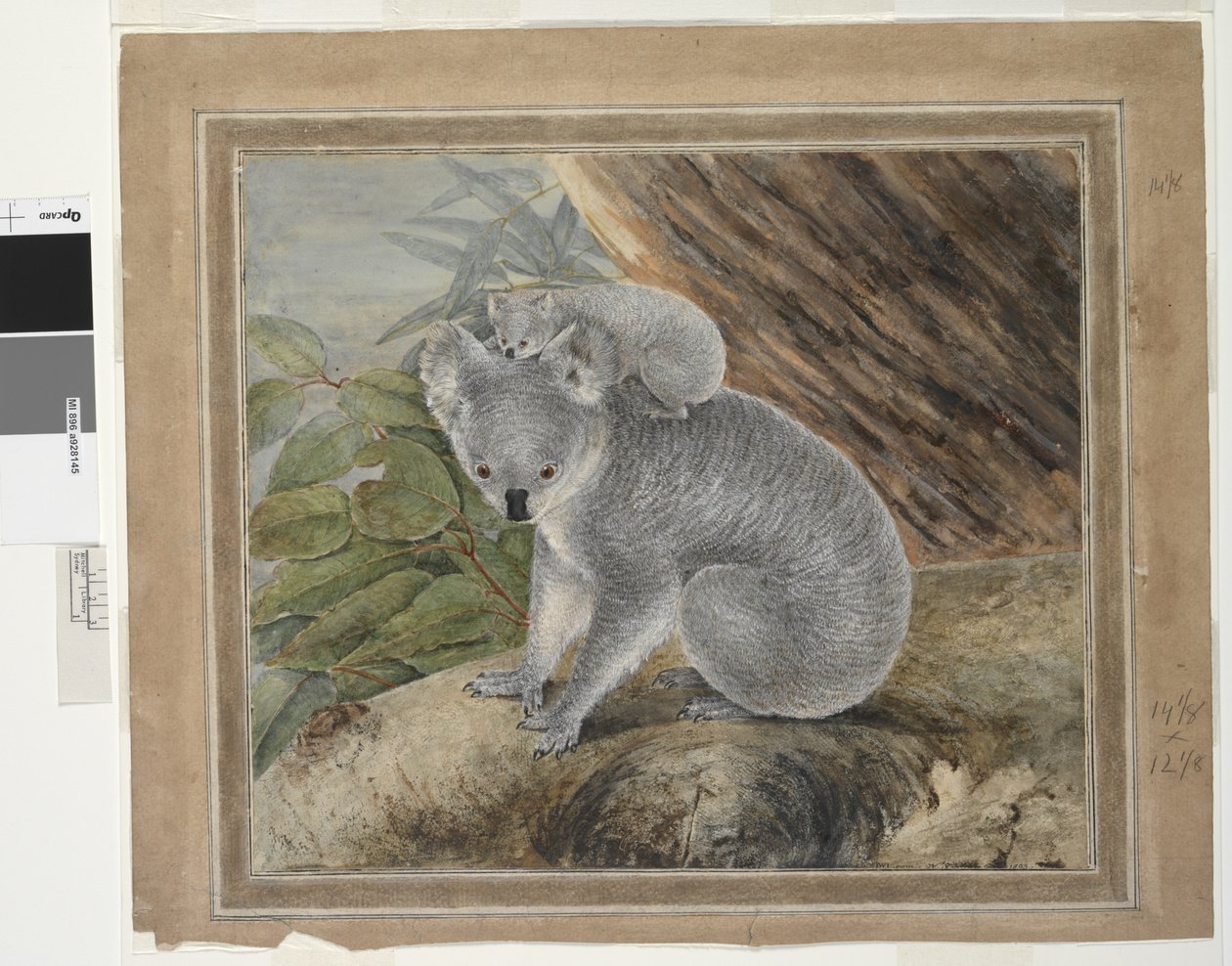 Koala a mladí, 1803, J.W. Lewin, 1803 (wc a kvaš) od John William Lewin