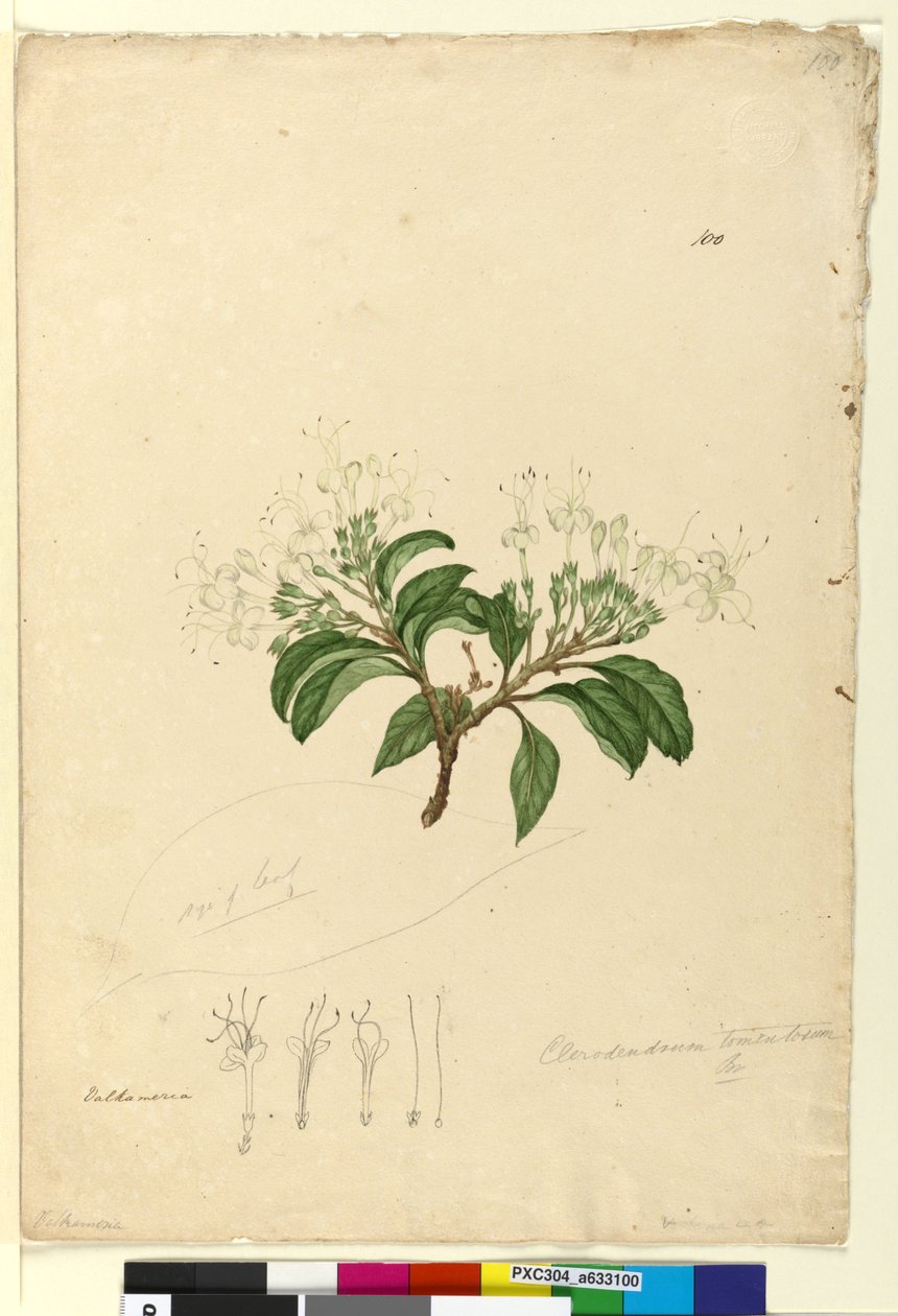 Page 100. Clerodendrum tomentosum, c.1803-06 (wc, pen, ink and pencil) od John William Lewin