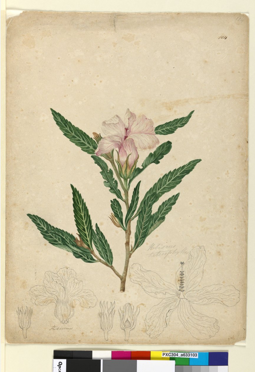 Strana 104. Hibiscus heterophyllus, asi 1803-06 (čb, pero, tuš a tužka) od John William Lewin