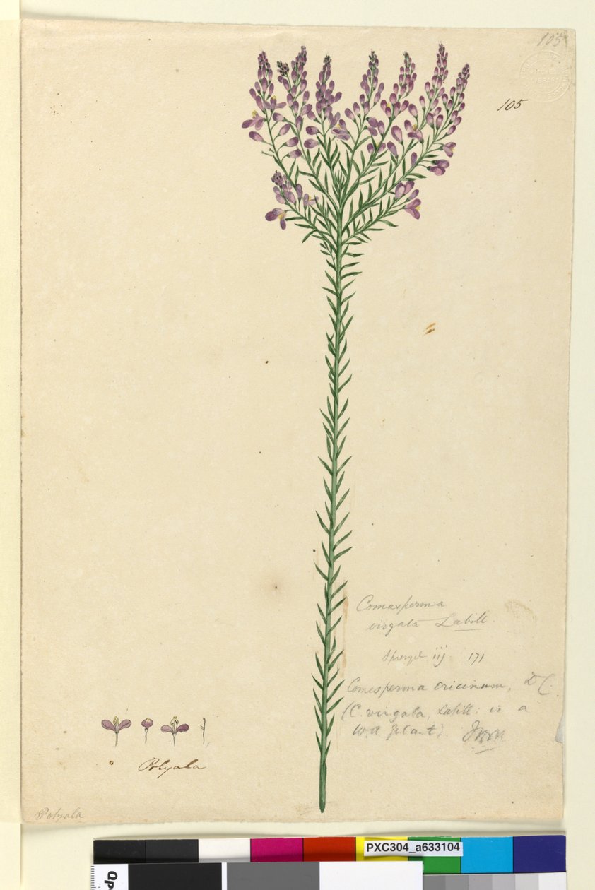 Strana 105. Comesperma ericinum, c.1803-06 (wc, pero, inkoust a tužka) od John William Lewin
