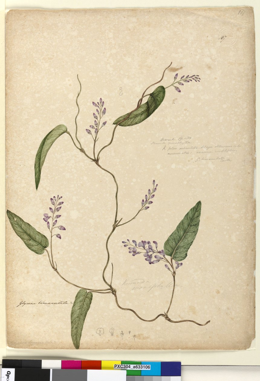 Strana 107. Glycine bimaculataGlycine tabacina?, c.1803-06 (wc, pero, inkoust a tužka) od John William Lewin