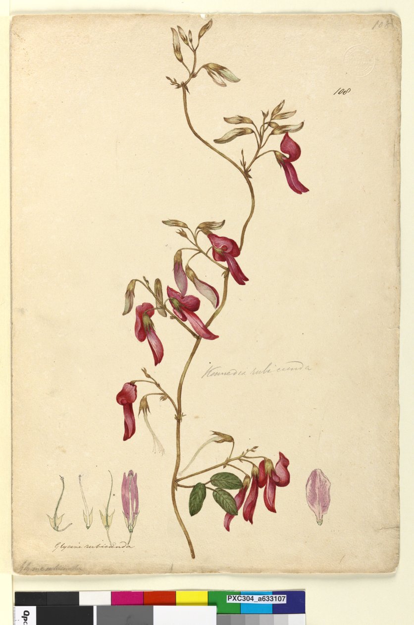 Strana 108. Kennedia rubicunda, c.1803-06 (wc, pero, inkoust a tužka) od John William Lewin