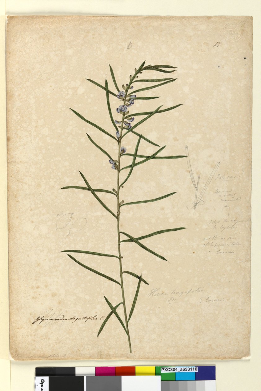 Strana 111. Hovea longifolia, c.1803-06 (wc, pero, inkoust a tužka) od John William Lewin