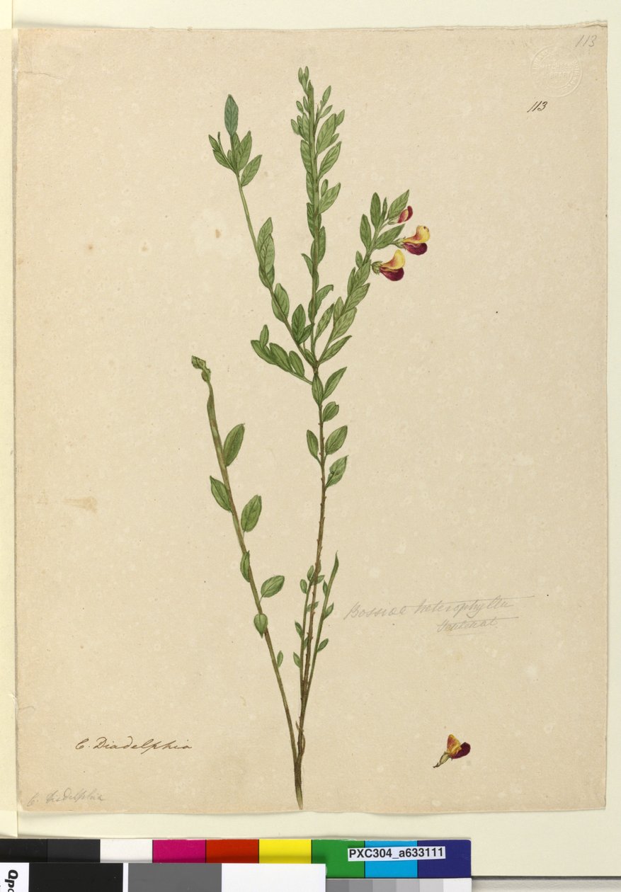Strana 113. Bossiaea heterophylla, c.1803-06 (wc, pero, inkoust a tužka) od John William Lewin