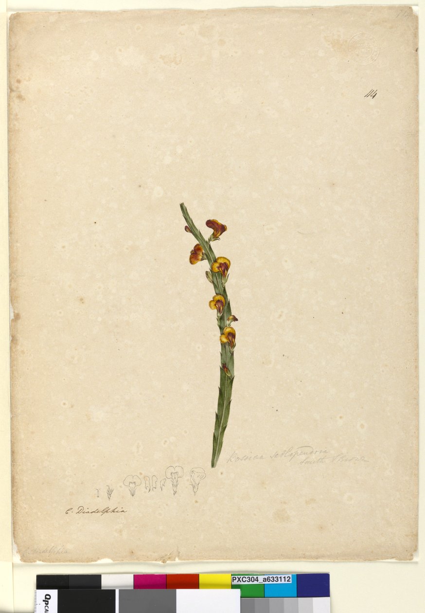 Strana 114. Bossiaea scolopendria, c.1803-06 (wc, pero, inkoust a tužka) od John William Lewin