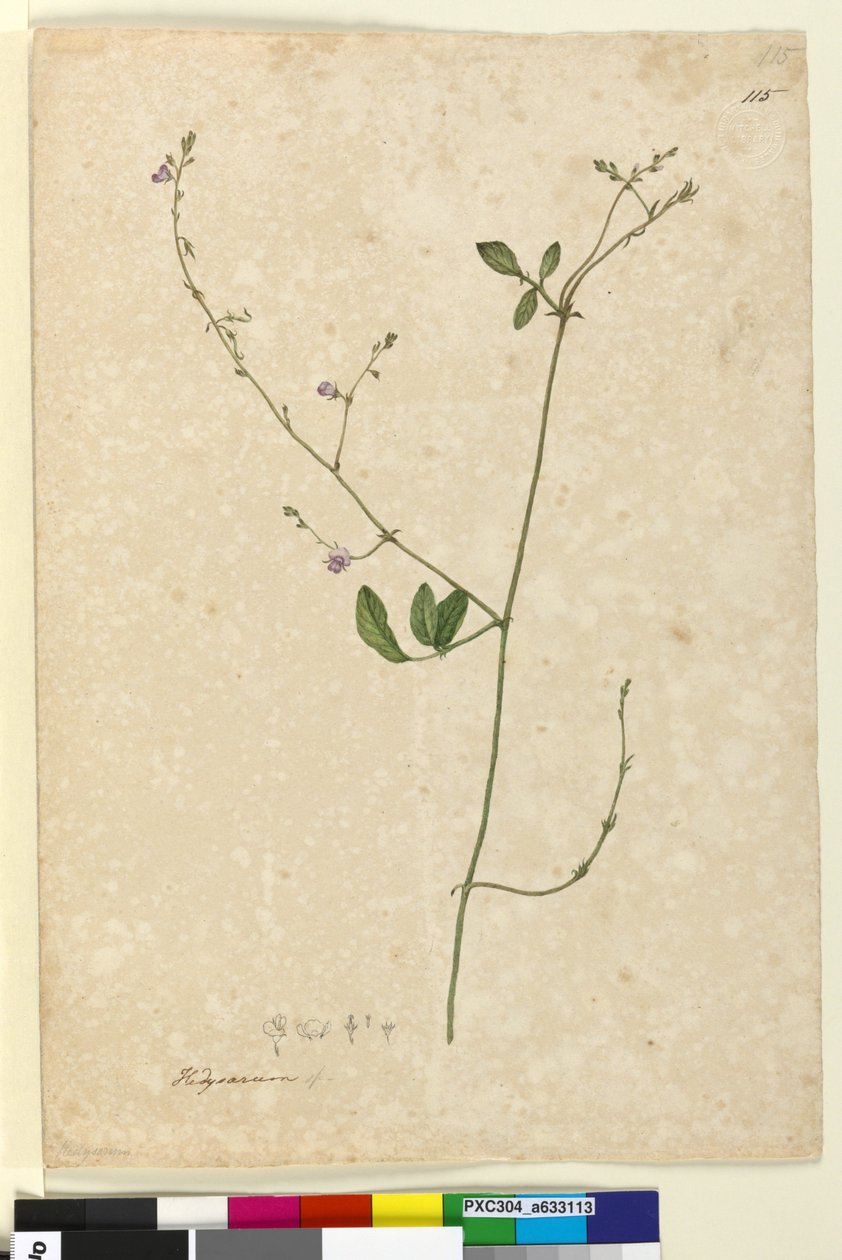 Strana 115. Hedysarum, c.1803-06 (wc, pero, inkoust a tužka) od John William Lewin