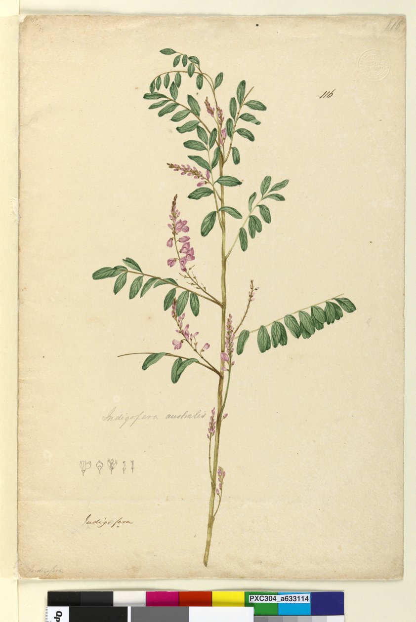 Strana 116. Indigofera australis, c.1803-06 (wc, pero, inkoust a tužka) od John William Lewin