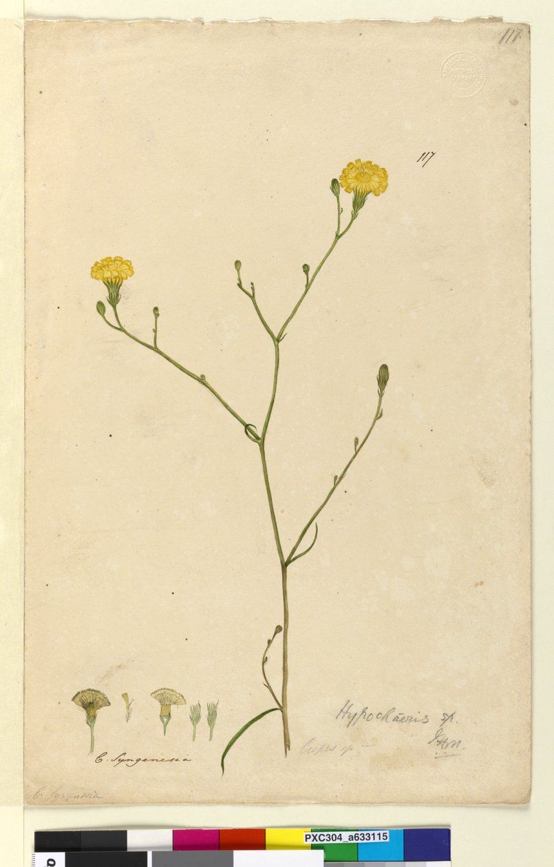 Strana 117. Hypochaeris, c.1803-06 (wc, pero, inkoust a tužka) od John William Lewin