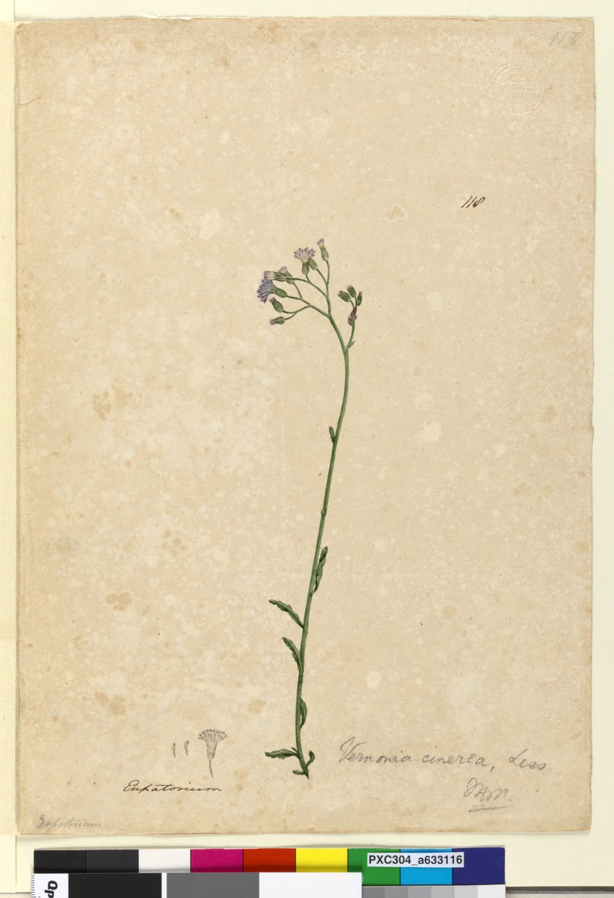 Strana 118. Vernonia cinerea, c.1803-06 (wc, pero, inkoust a tužka) od John William Lewin