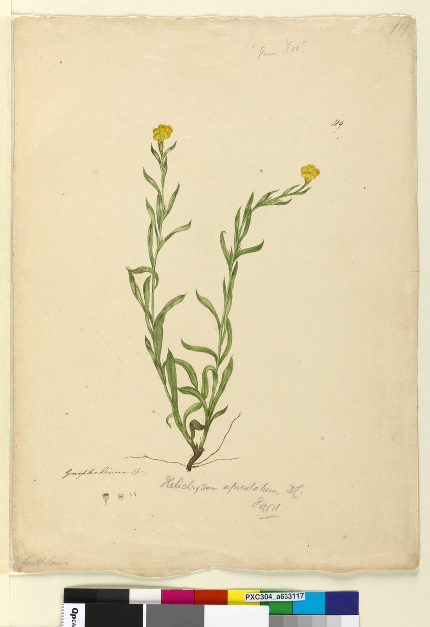 Strana 119. Helichrysum apiculatumChrysocephalum apiculatum, c.1803-06 (wc, pero, inkoust a tužka) od John William Lewin
