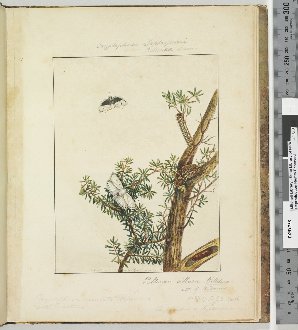 Strana 11. Talíř 3 Cryptohasa Septosfermi Pultenae Lewin, 1803-04 (ručně kolorované lepty) od John William Lewin