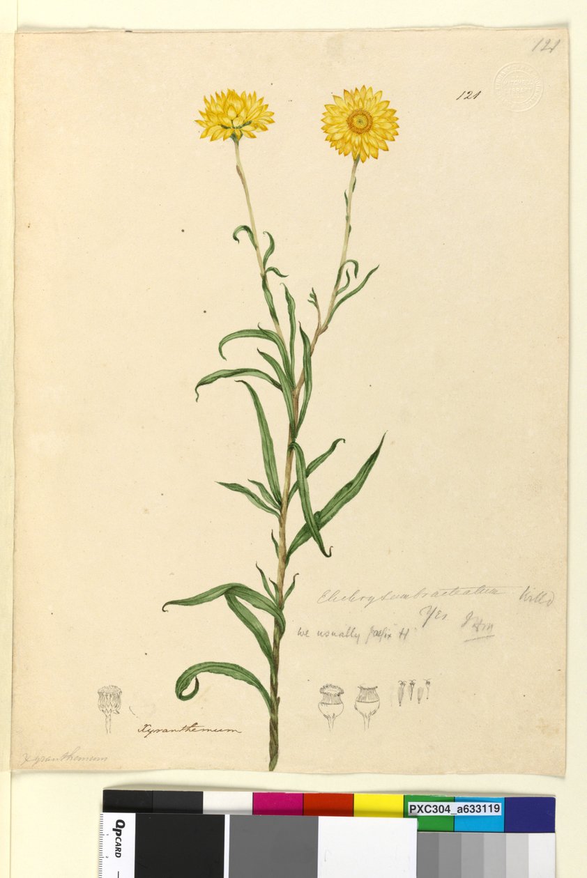Strana 121. Elichrysum bracteatum, c.1803-06 (wc, pero, inkoust a tužka) od John William Lewin