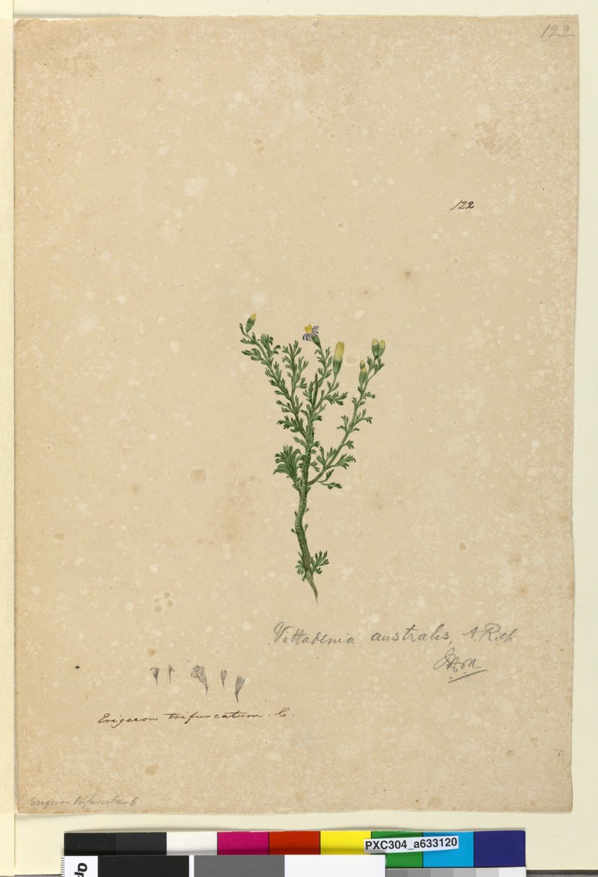 Strana 122. Vittadinia australis, c.1803-06 (wc, pero, inkoust a tužka) od John William Lewin