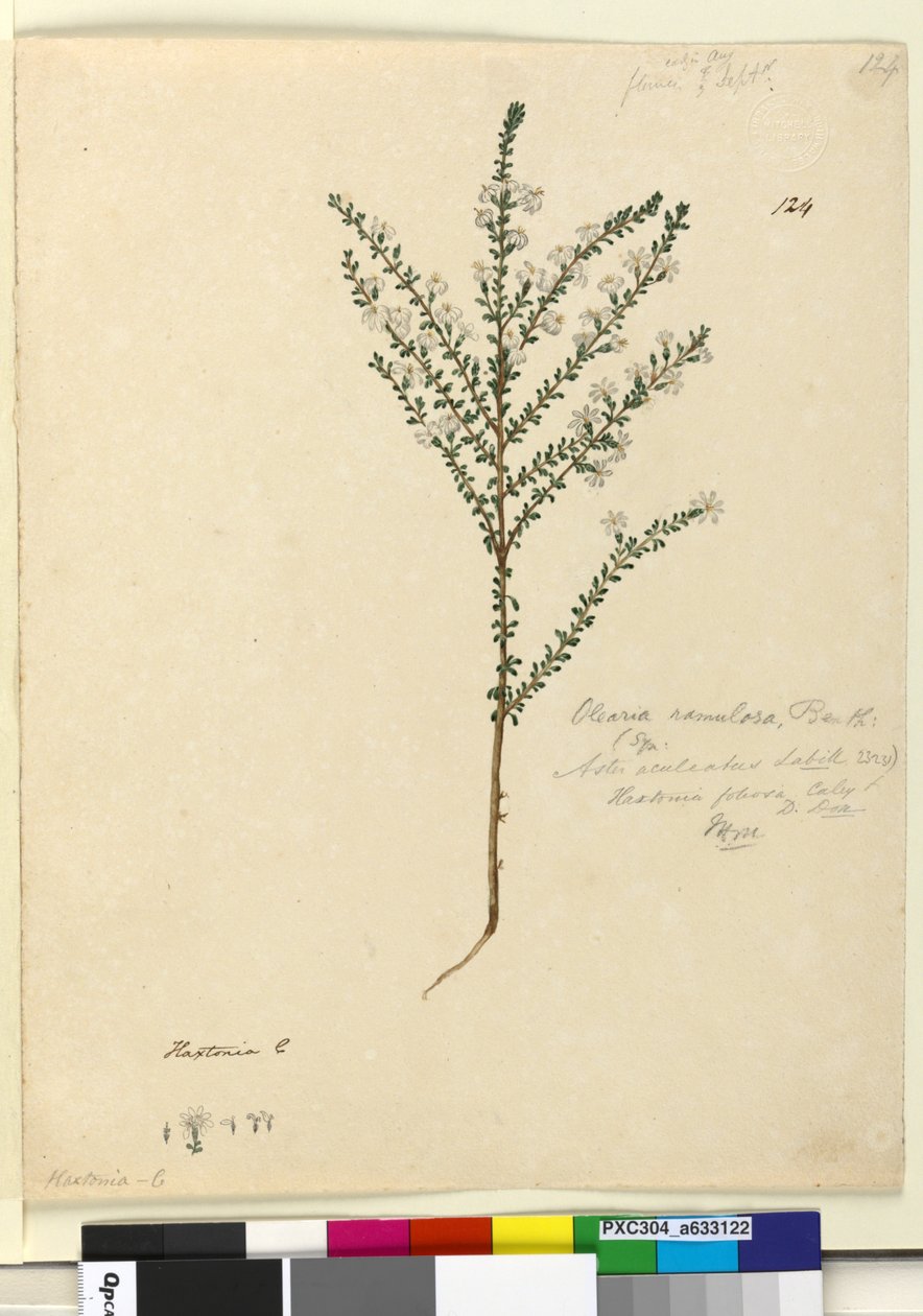 Strana 124. Olearia ramulosa, c.1803-06 (wc, pero, inkoust a tužka) od John William Lewin