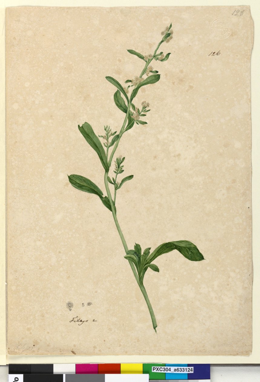 Strana 126. Filago, c.1803-06 (wc, pero, inkoust a tužka) od John William Lewin